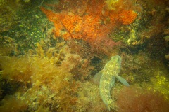 zwarte grondel (Gobius niger)