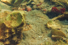 grondel (Gobius sp.)