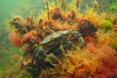 strandkrabben (Carcinus maenas)