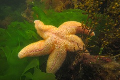 gewone zeester (Asterias rubens)