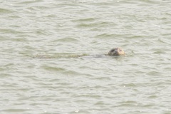 gewone zeehond (Phoca vitulina)