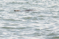 lekker chillen in het water