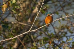 Een ijsvogel mannetje, een vrouwtje heeft een deels oranje snavel