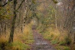 Pad door het veen