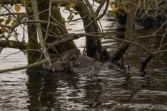 Lekker op een zeeltje kluiven