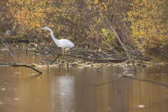 Zilverreiger