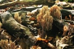 rechte koraalzwam (Ramaria stricta)