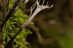 Geweizwam (Xylaria hypoxylon)