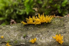geel hoorntje (Calocera cornea)