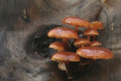 Porto_Paddestoel_1 (25)