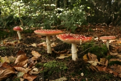 vliegenzwam (Amanita muscaria)