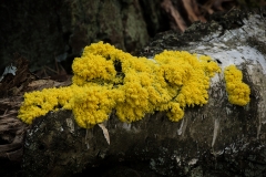 Heksenboter (Fuligo septica) op berk