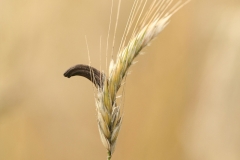 Moederkoorn (Claviceps purpurea)