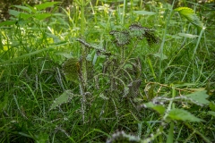 Witpootglinsterkopje - Diachea leucopodia