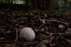 het begin van de grote stinkzwam (Phallus impudicus)