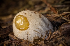 duivelei (Phallus impudicus)