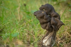 Zwarte kluifzwam (Helvella lacunosa)