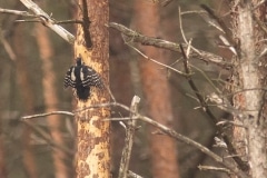 grote bonte spechten (Dendrocopos major)