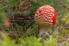 vliegenzwam (Amanita muscaria)