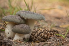 berijpte russula (Russula parazurea)