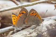 kleine vuurvlinder (Lycaena phlaeas)