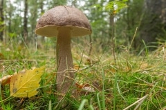 Gewone berkeboleet ( Leccinum scabrum)