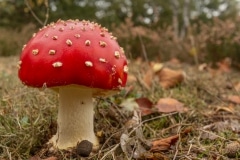 vliegenzwam (Amanita muscaria)