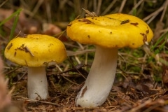 Gele berkenrussula (Russula claroflava)