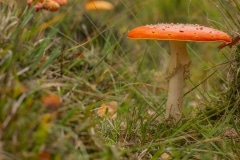 vliegenzwam (Amanita muscaria)