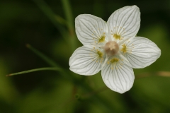 Parnassia (Parnassia palustris)