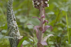 Groot hoefblad (Petasites hybridus)