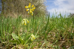 Slanke sleutelbloem (Primula elatior)