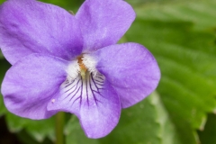 Maarts viooltje (Viola odorata)