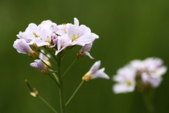 Pinksterbloem (Cardamine pratensis)