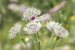 Zeeuws knoopje (Astrantia major)