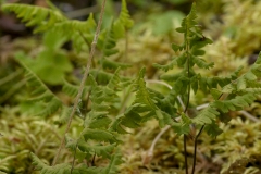 Linnaeusklokje (Linnaea borealis)