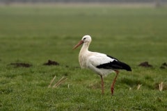 de Nieuwlandse ooievaar