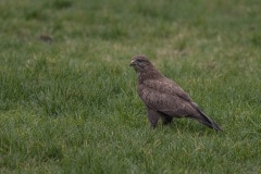 Buizerd