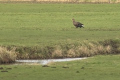 Rond de zeearenden vloog een groepje kraaien mee in de hoop dat er iets te eten zou zijn.