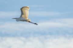 de grote zilverreiger zien we bijna dagelijks langsvliegen