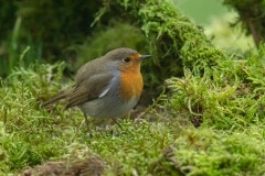 roodborst op onze Ardennen tafeltje (tuintafel met mos)