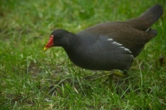 waterhoen bij de voederplank