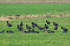 krakeend met meerkoeten