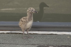 De ongeluksvogel