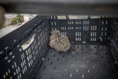 in een krat met de ladder omhoog