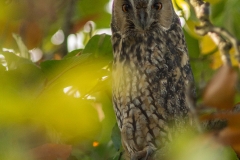 Ransuil (Asio otus)