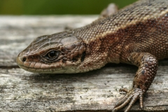 vrouwtje zandhagedis  (Lacerta agilis) in de Ardennen