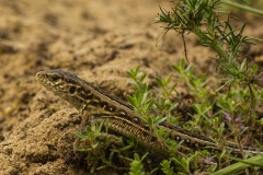 reptielen en amfibieen (1)