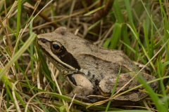 reptielen en amfibieen (3)