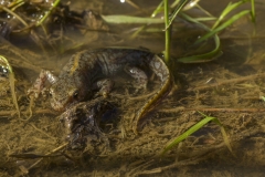 Alpenwatersalamander (Mesotriton alpestris) - Givry, België